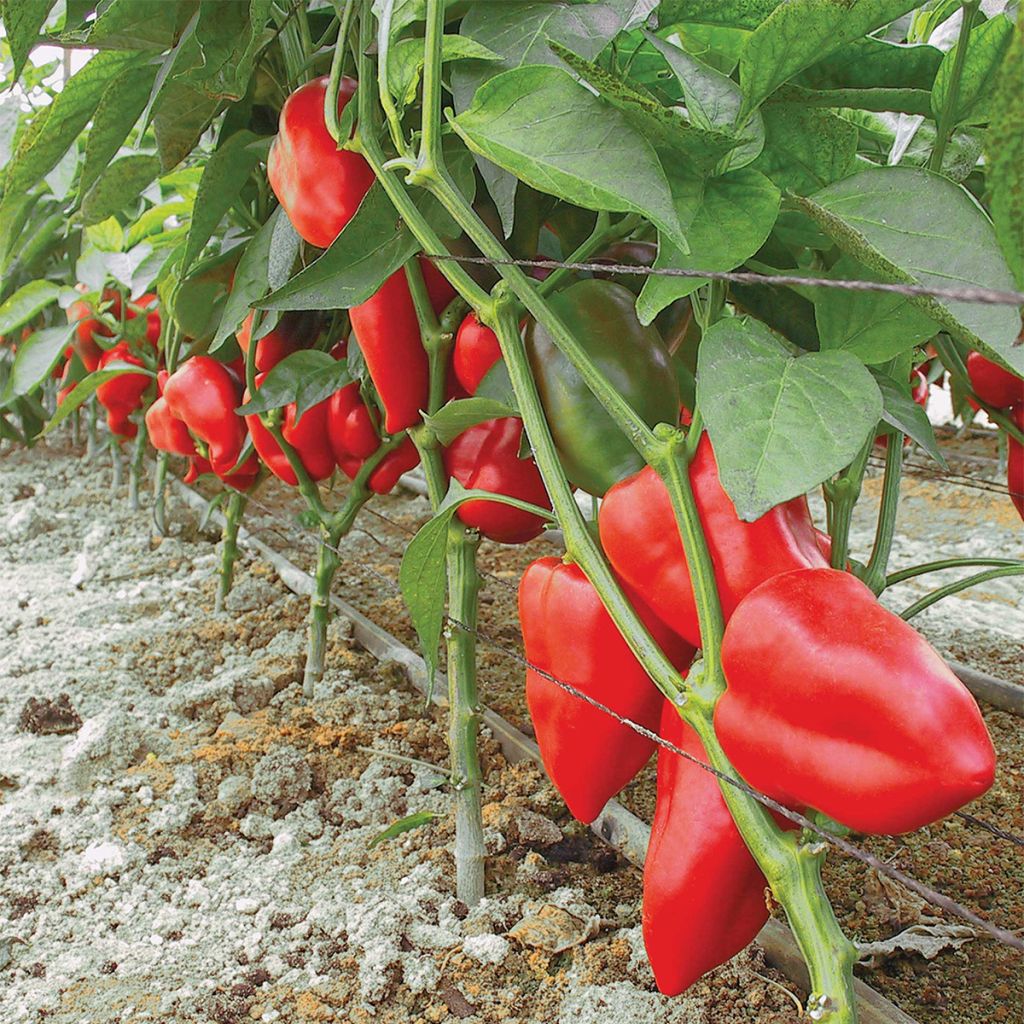 Paprika Piquillo - Ferme de Sainte Marthe
