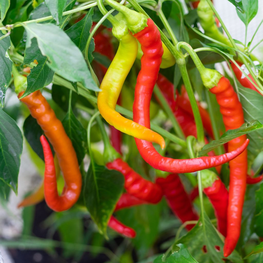 Paprika Sigaretta di Bergamo - Ferme de Sainte Marthe