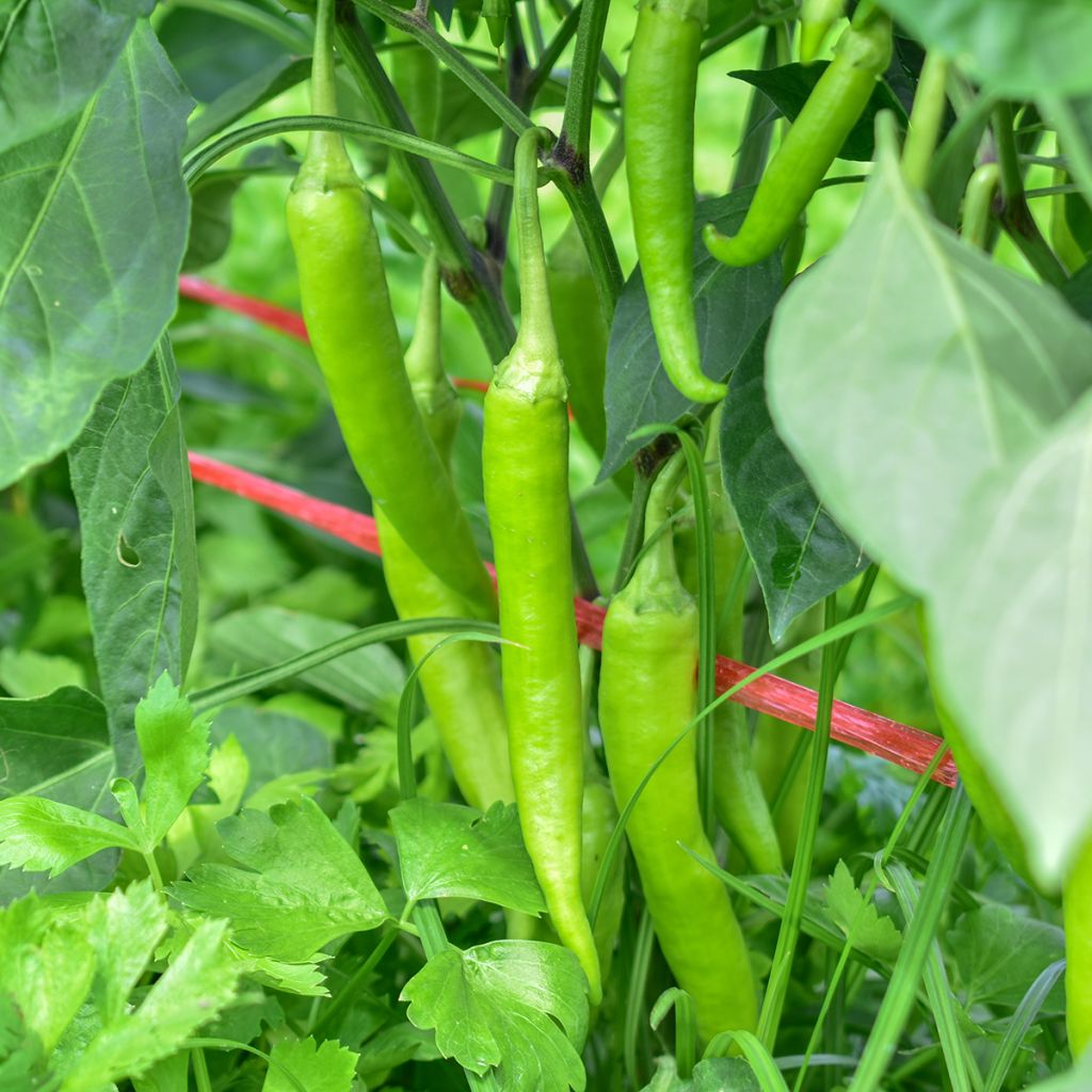 Paprika Sweet Banana Jaune Clair