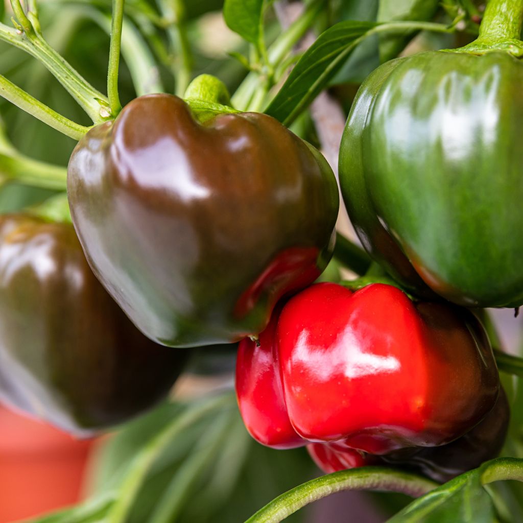 Paprika California Wonder BIO (Samen)