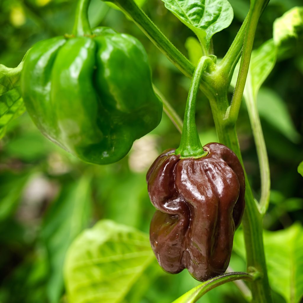Paprika Mini Chocolate Bell - Ferme de Sainte Marthe