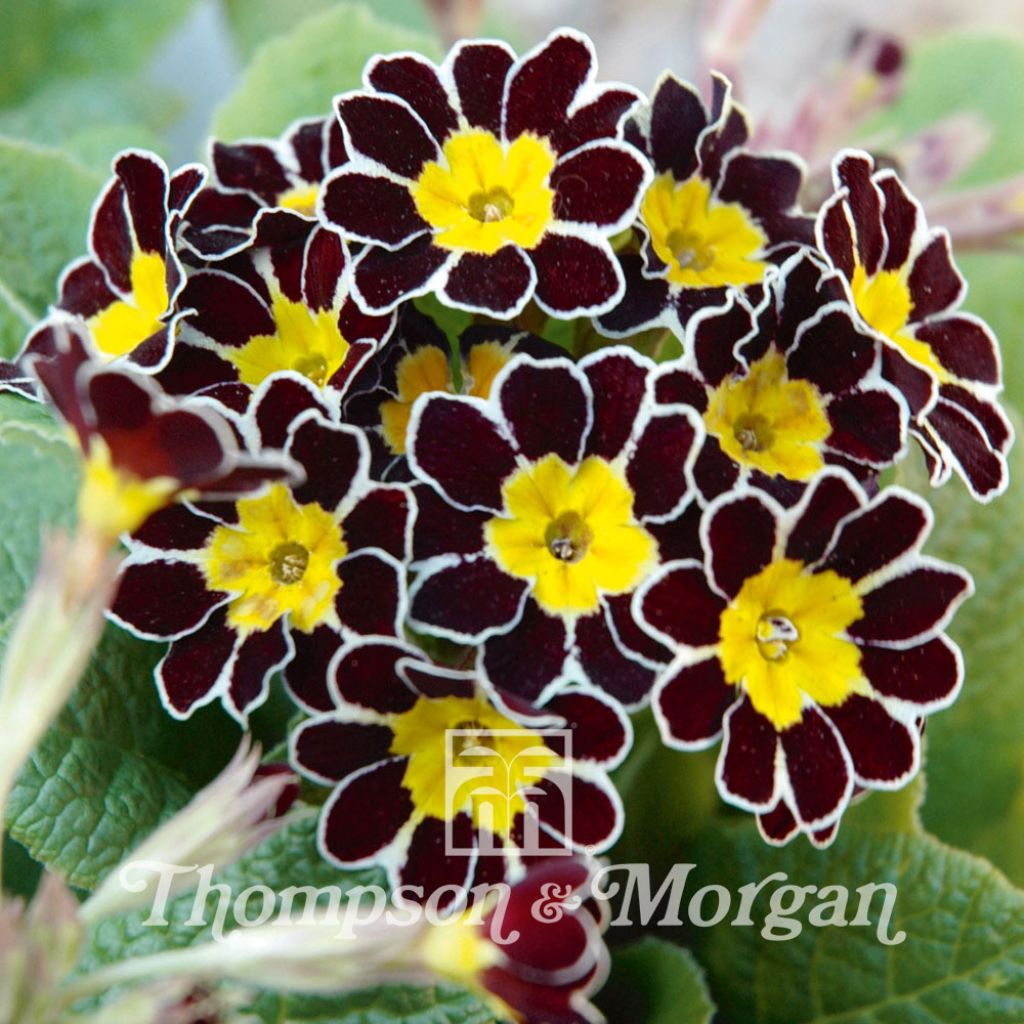 Primula Gold Laced (Samen) - Kissenprimel