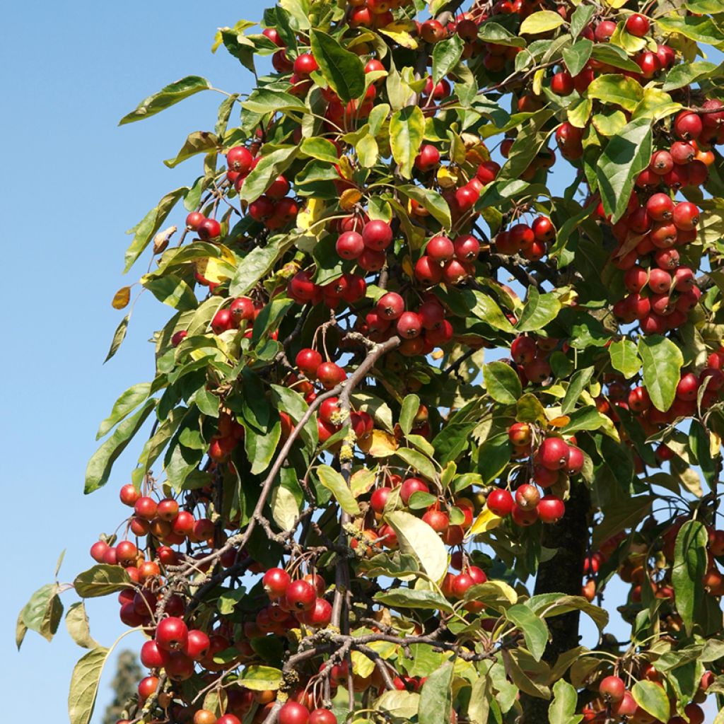 Asiatische Wildapfel - Malus sieversii