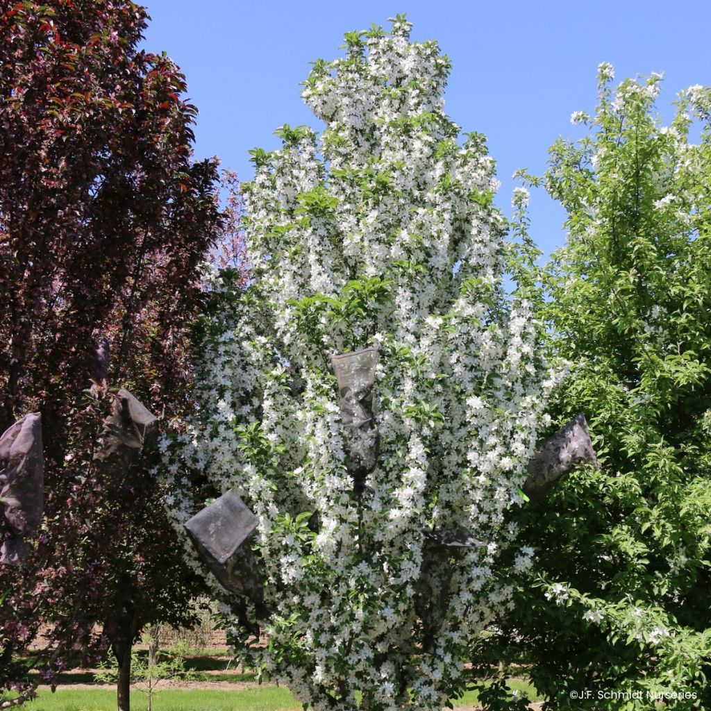 Pommier d'ornement - Malus Ivory Spear