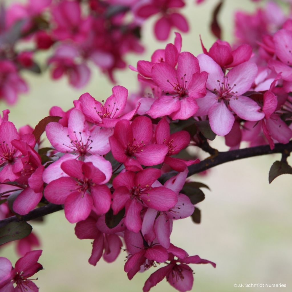 Pommier d'ornement - Malus Royal  Raindrops