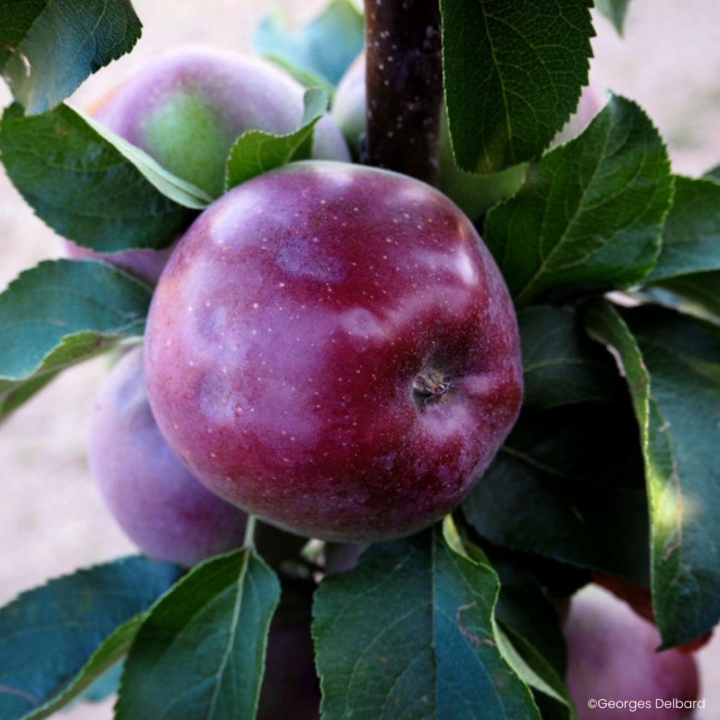 Säulenapfel Chinon Delcoblu - Malus domestica