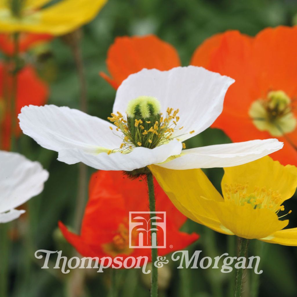 Papaver nudicaule Summer Breeze Mixed (Samen) - Isländischer Mohn