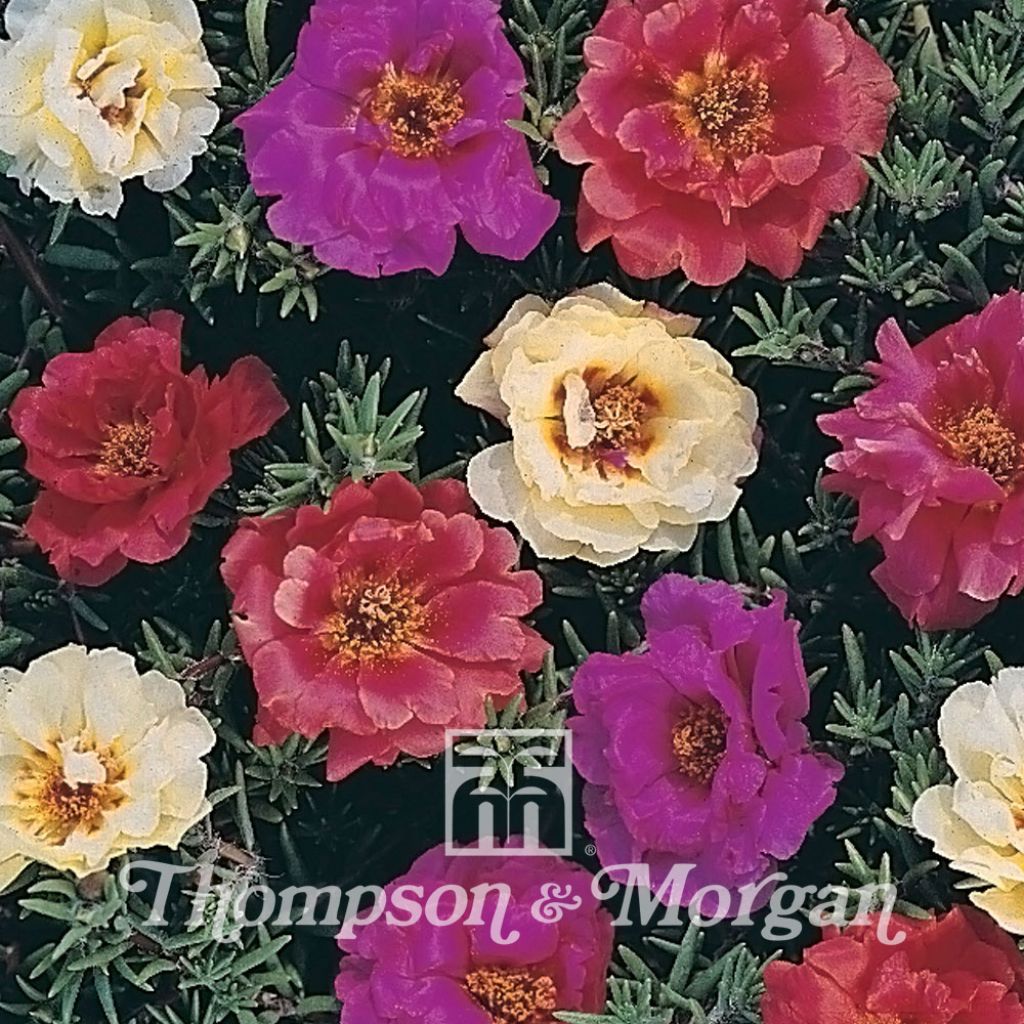 Portulakröschen Kariba Mixed F2 Hybrid (Samen) - Portulaca
