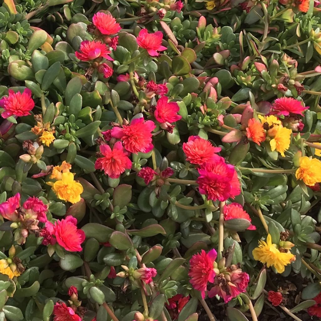 Portulakröschen Duna Tris - Portulaca