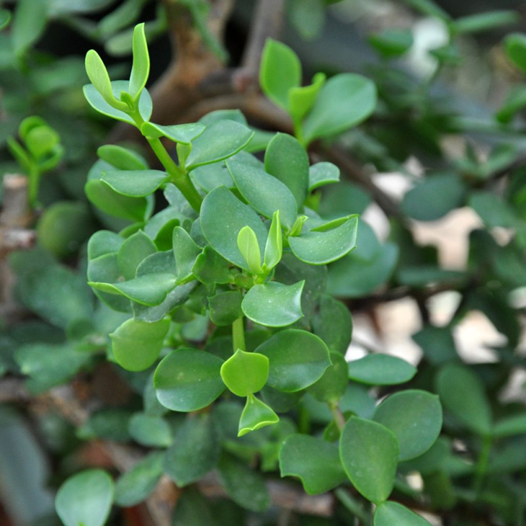 Speckbaum - Portulacaria afra Macrophylla