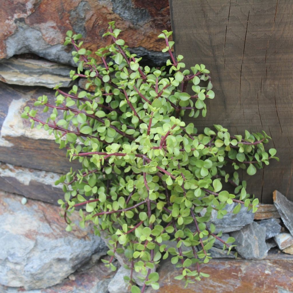Jadebaum - Portulacaria afra