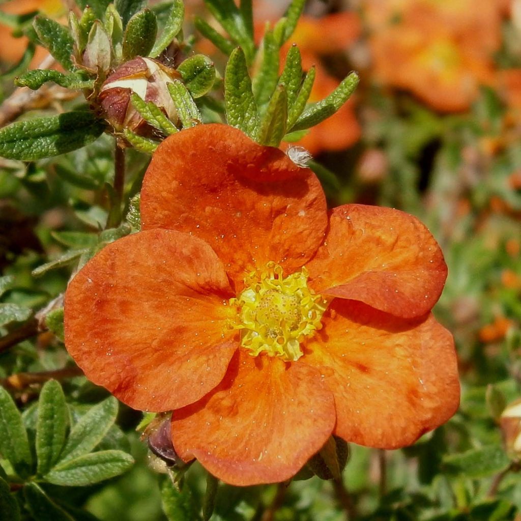 Fingerstrauch Red Ace - Potentilla fruticosa