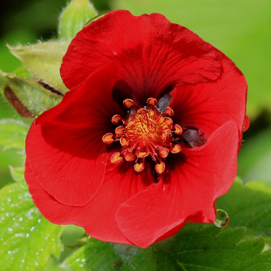 Potentilla Flamenco - Fingerkraut