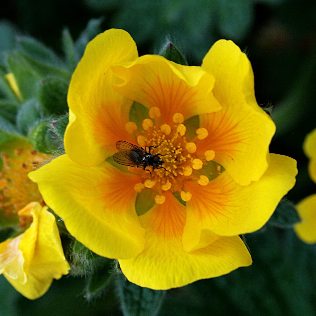 Potentilla megalantha - Großblütiges Fingerkraut