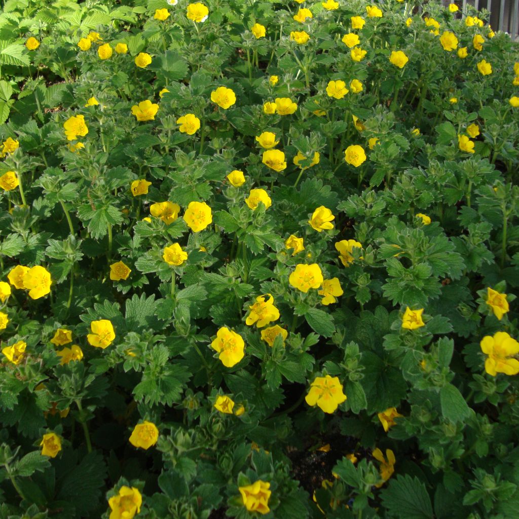 Potentilla megalantha - Großblütiges Fingerkraut