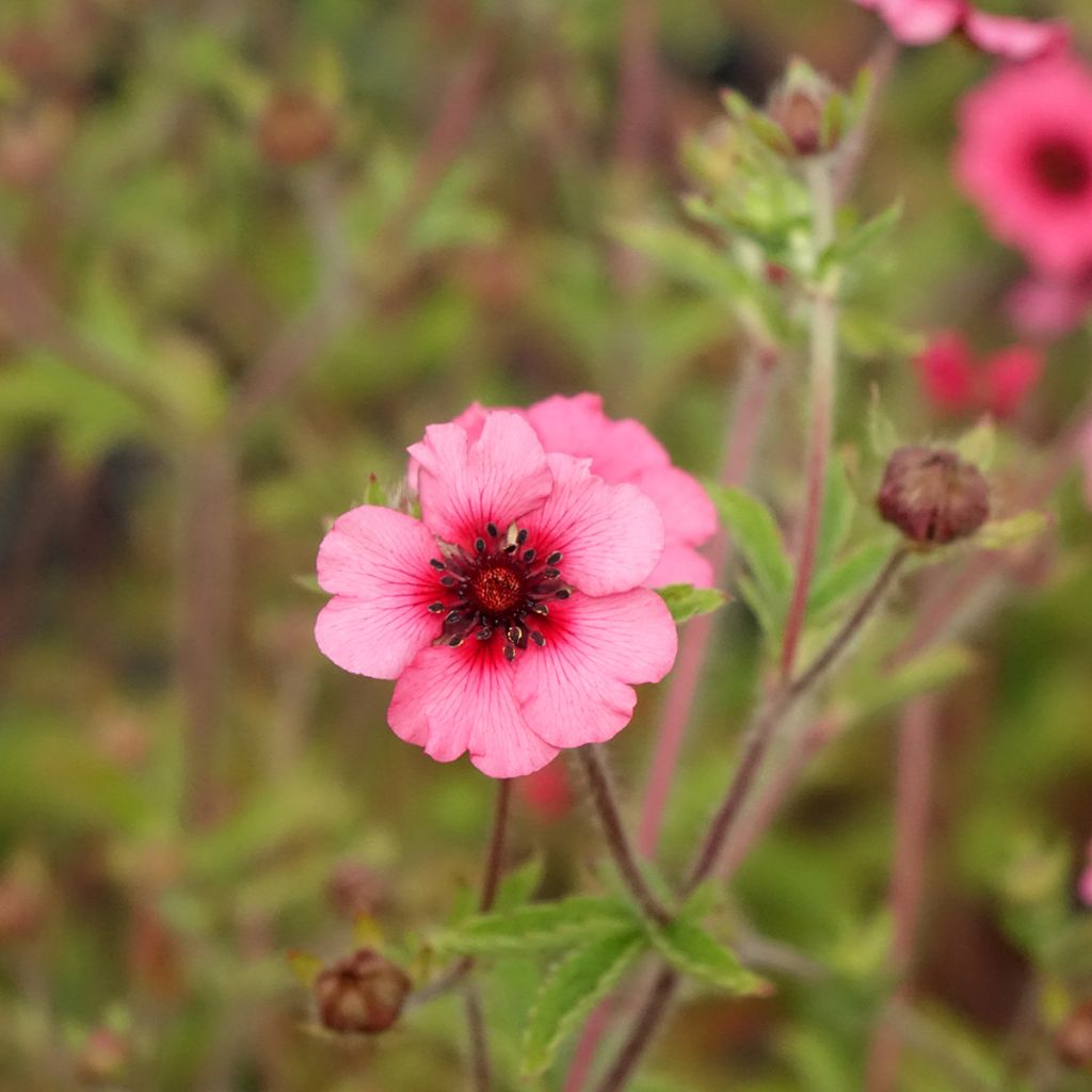 Potentilla nepalensis Miss Willmot - Nepal-Fingerkraut