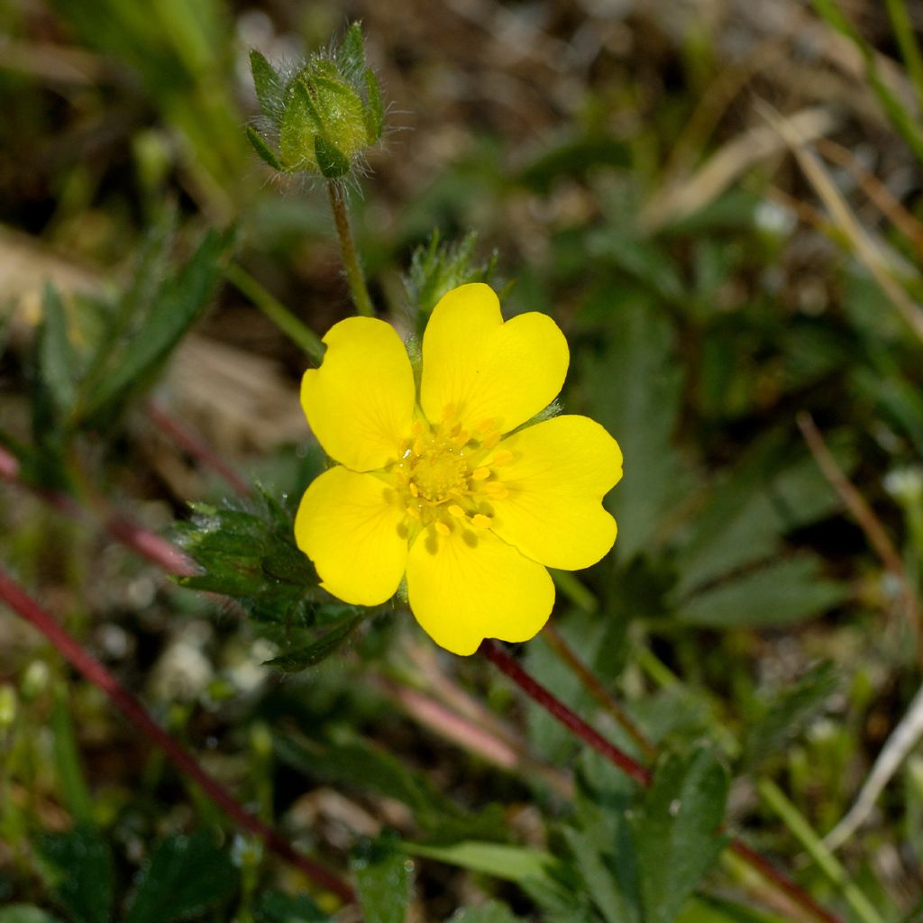 Potentilla verna - Frühlings-Fingerkraut