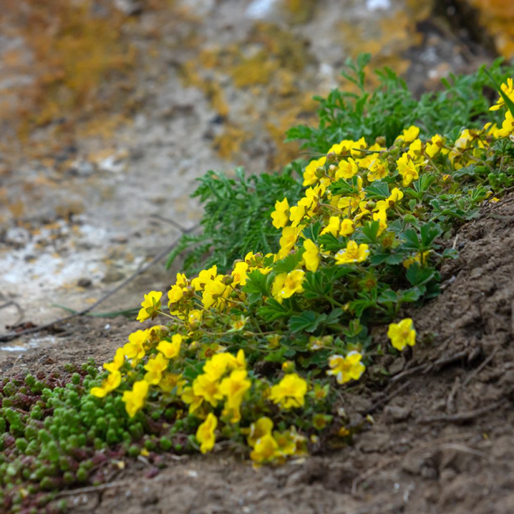 Potentilla verna - Frühlings-Fingerkraut