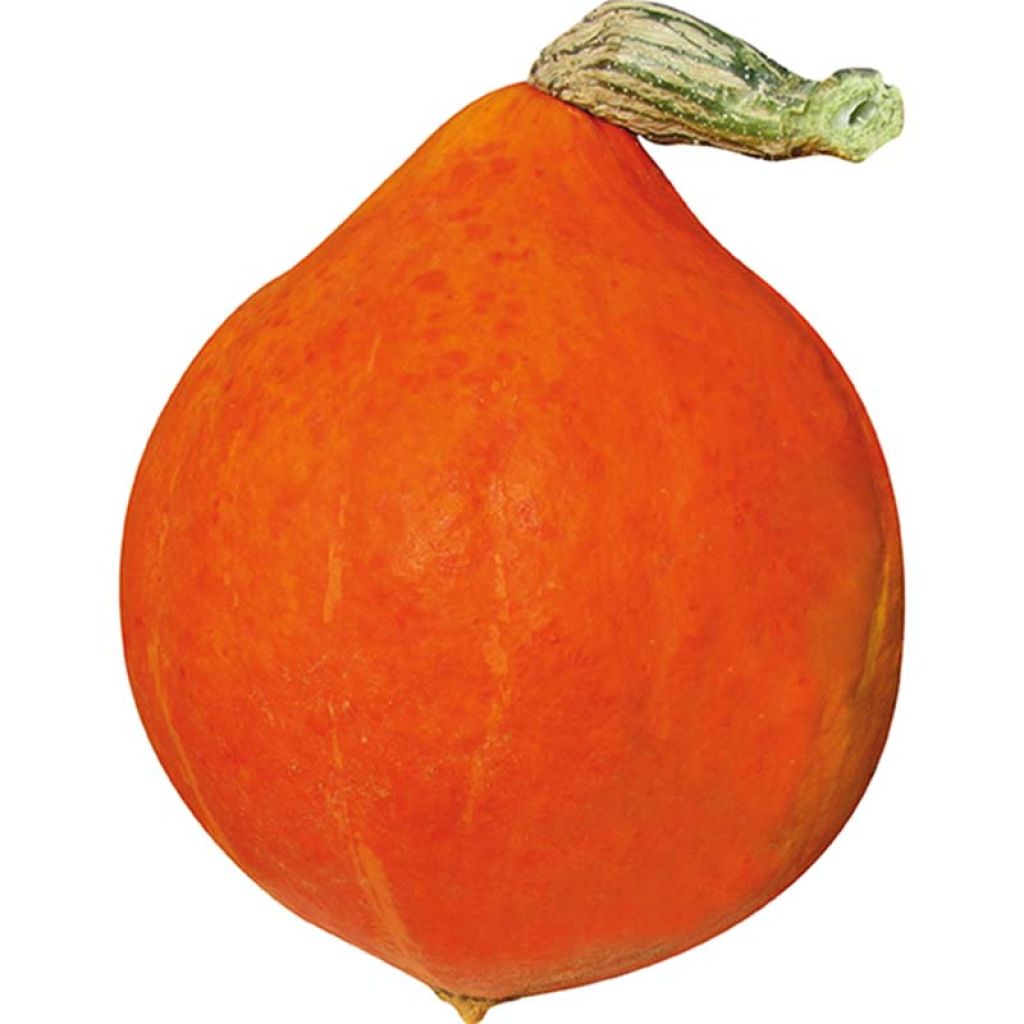 Riesen-Kürbis Divine F1 GV 52054