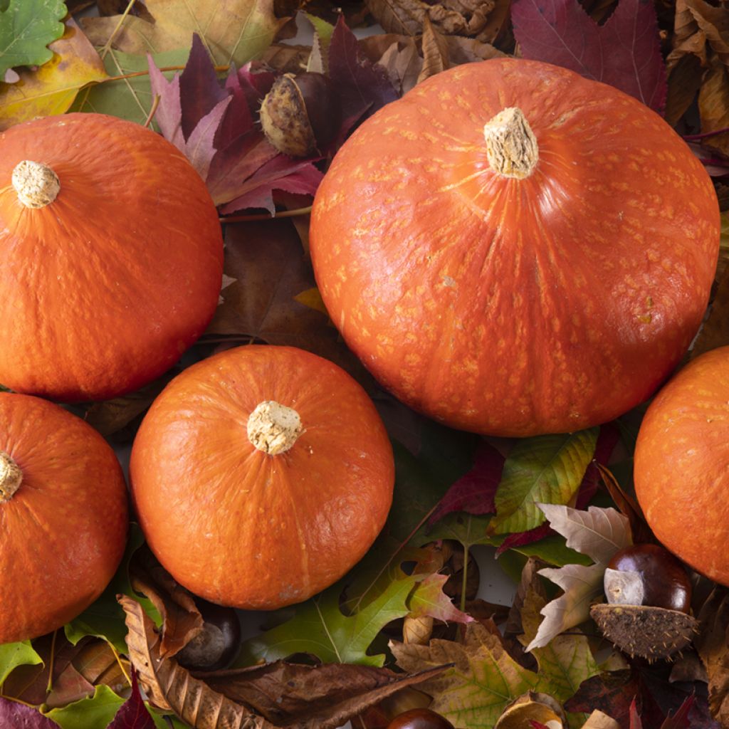 Riesen-Kürbis Divine F1 GV 52054