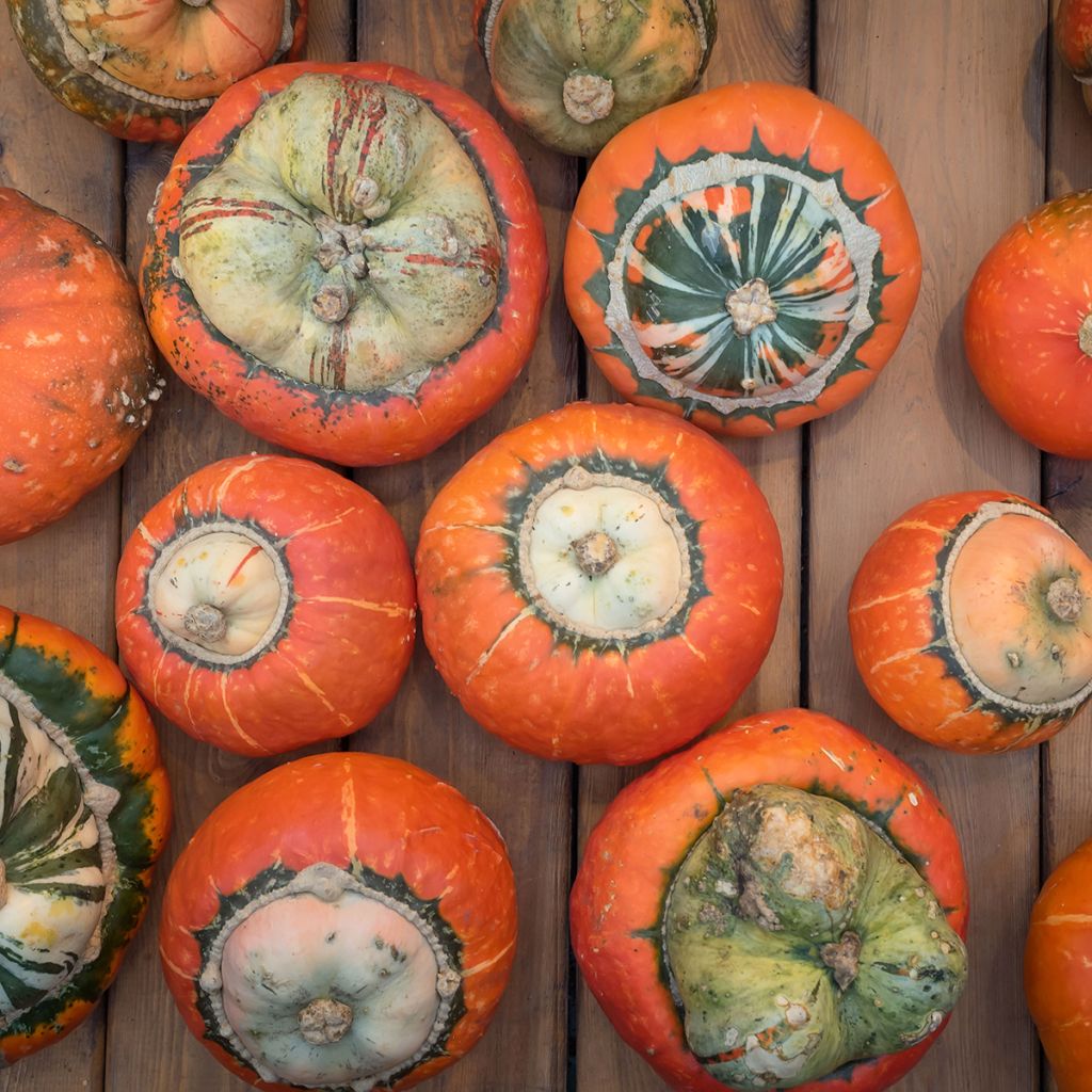 Riesen-Kürbis Giraumon Turban