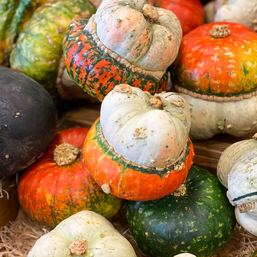 Riesen-Kürbis Giraumon Turban