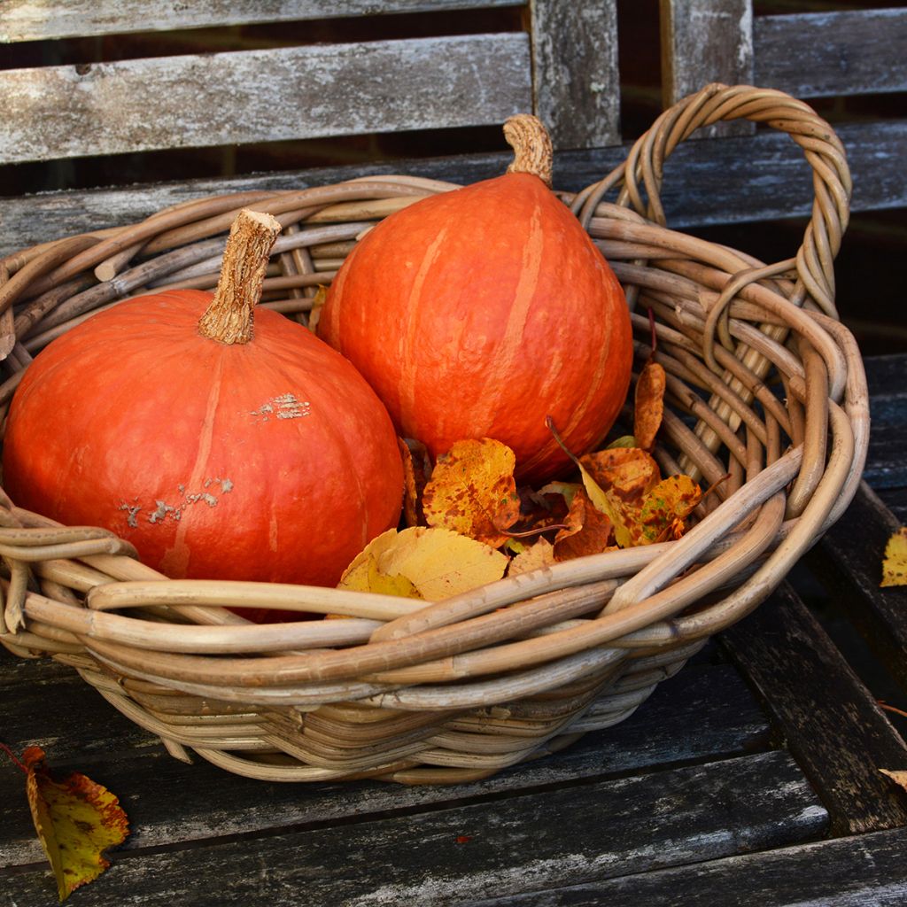 Riesen-Kürbis Uchiki-Kuri