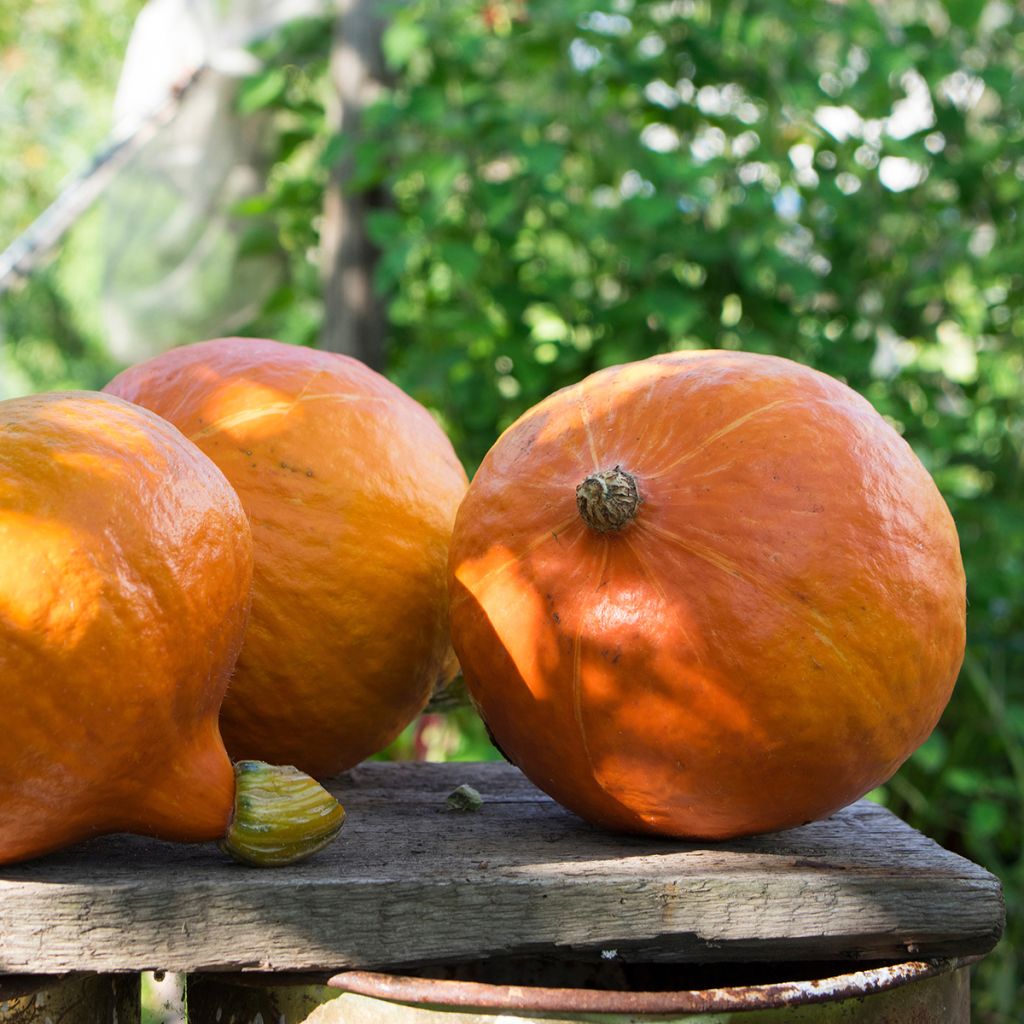 Riesen-Kürbis Uchiki-Kuri