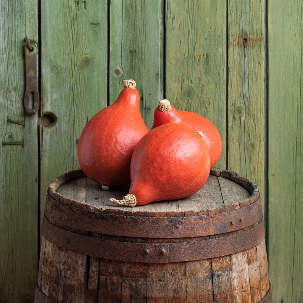 Riesen-Kürbis Uchiki-Kuri