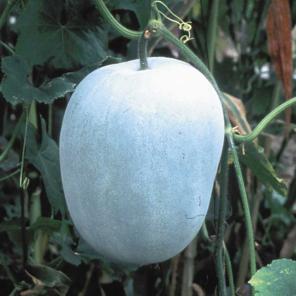 Wintermelone Twonga Bio - Ferme de Sainte Marthe - Cucurbita cerifera