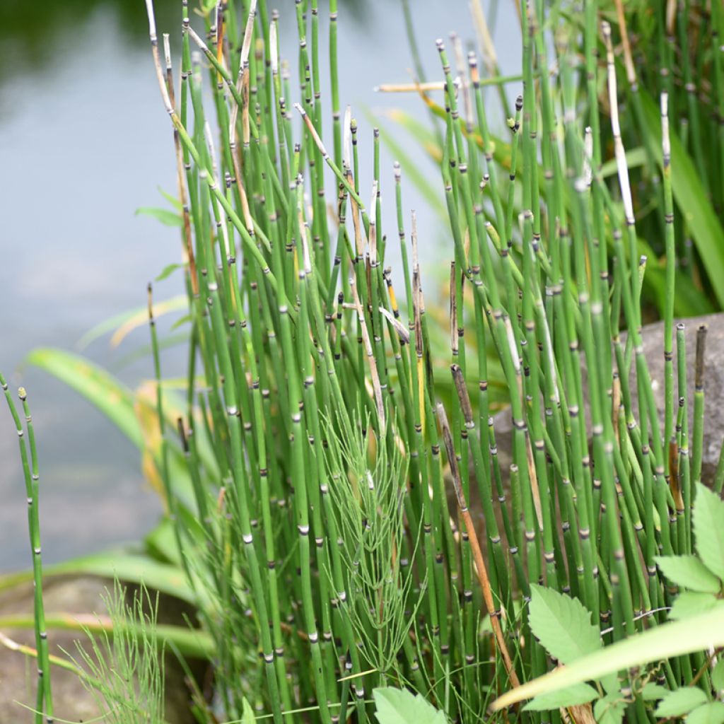 Equisetum hyemale - Winter-Schachtelhalm