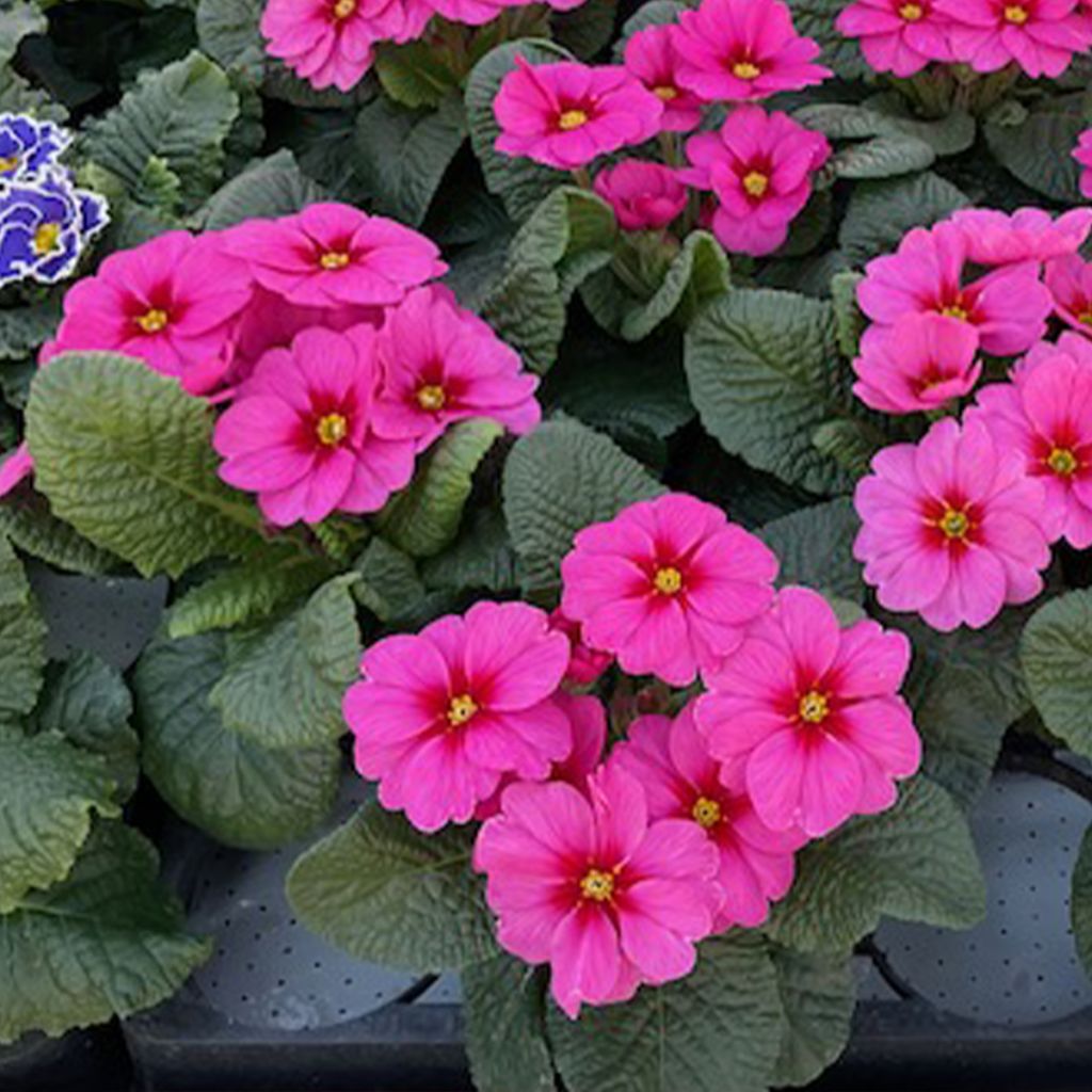Primula polyanthus Raesberry Rose- Primel