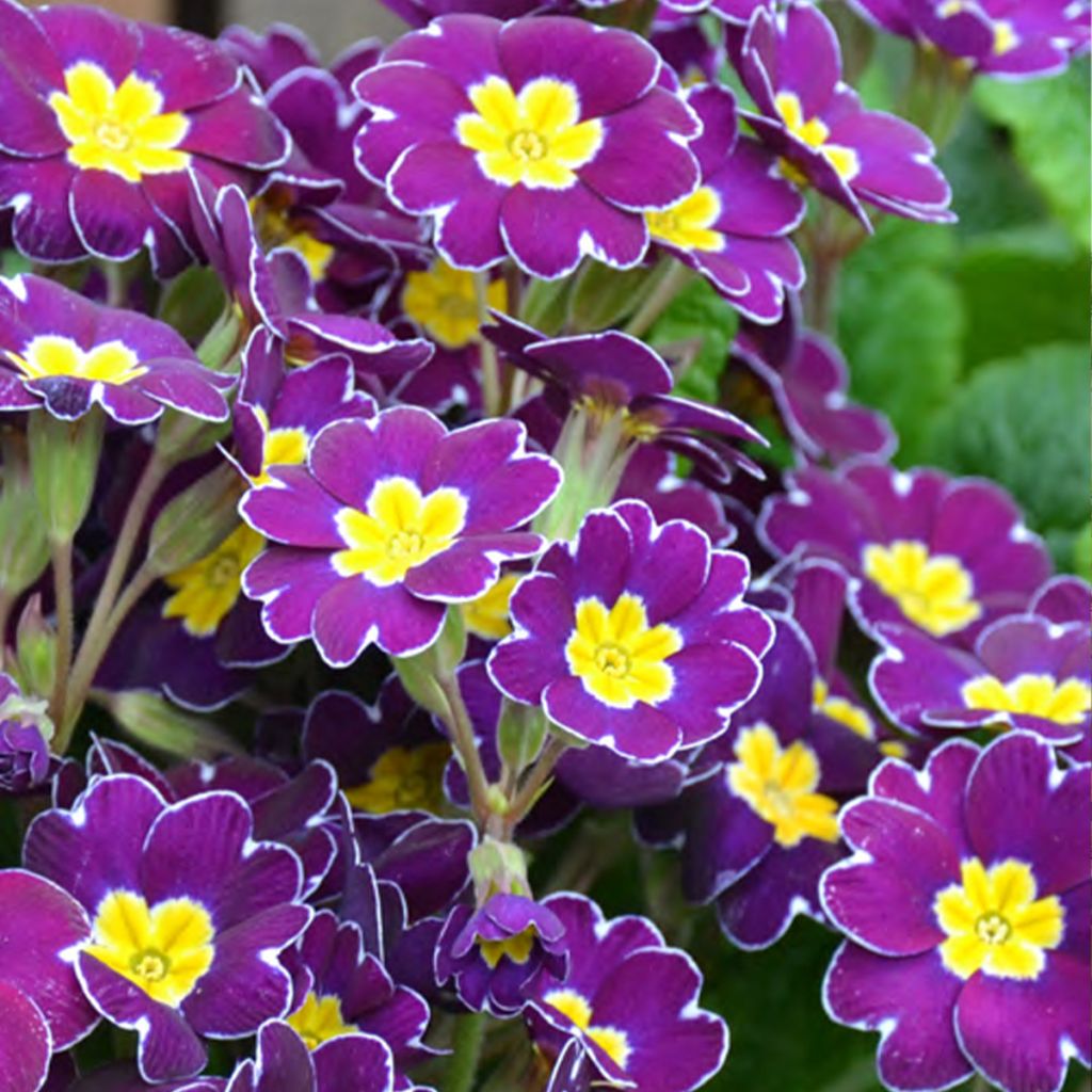 Hohe Schlüsselblume Veristar Late Twinkle Violet - Primula eliator