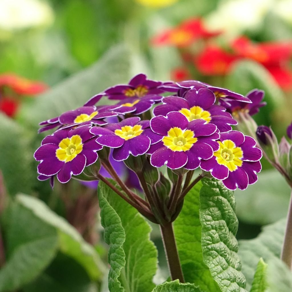 Hohe Schlüsselblume Veristar Late Twinkle Violet - Primula eliator