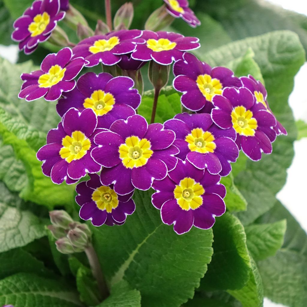 Hohe Schlüsselblume Veristar Late Twinkle Violet - Primula eliator