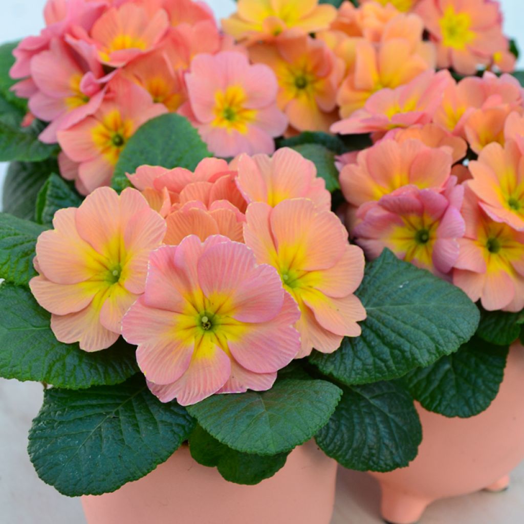 Primula Mango - Kissenprimel