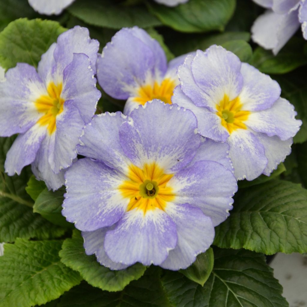 Primula Porcelain Blue - Kissenprimel