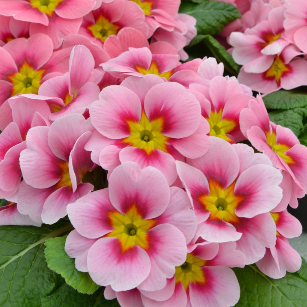 Primula Ringostar Cherryblossom - Kissenprimel