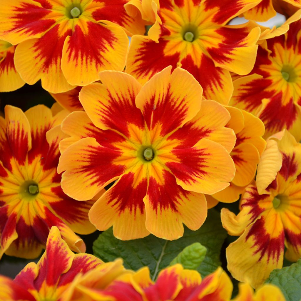 Primula Starfire - Kissenprimel