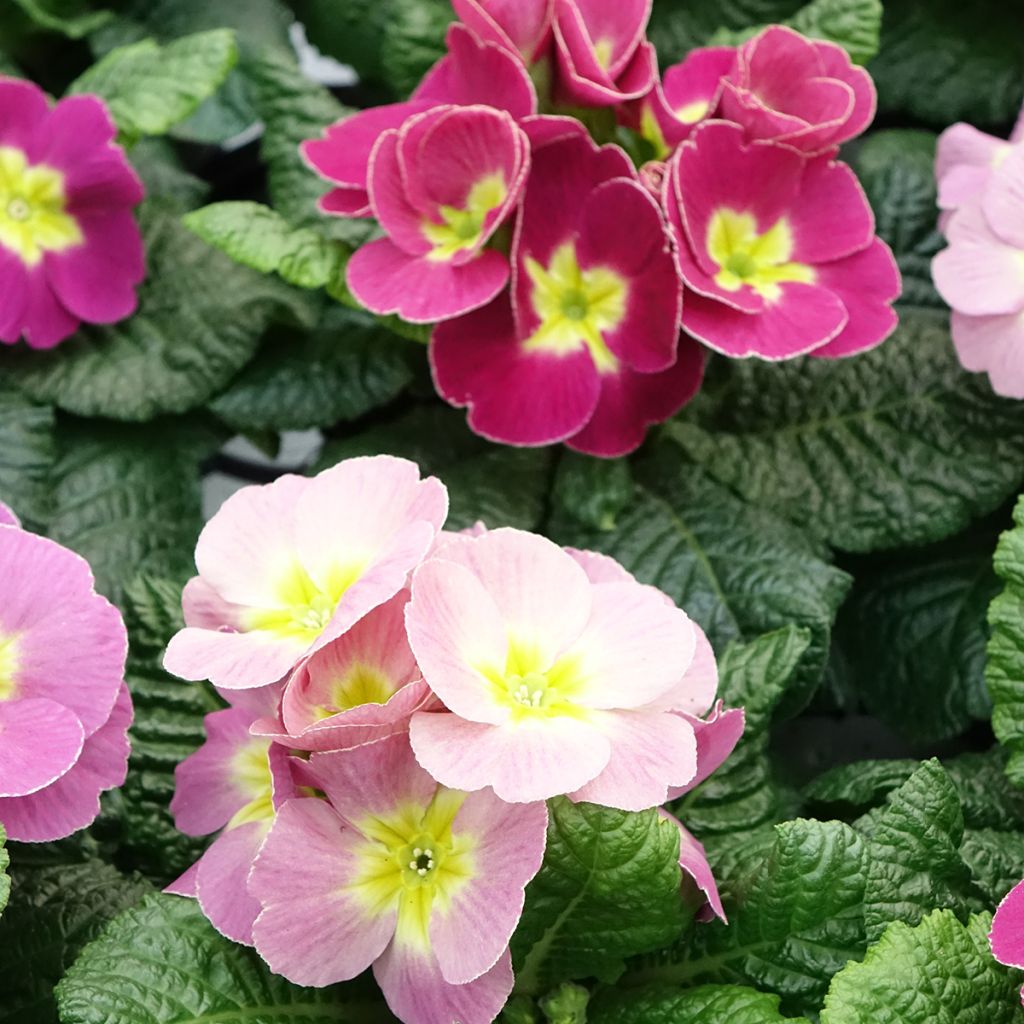 Primula pubescens Plums & Custard - Primel