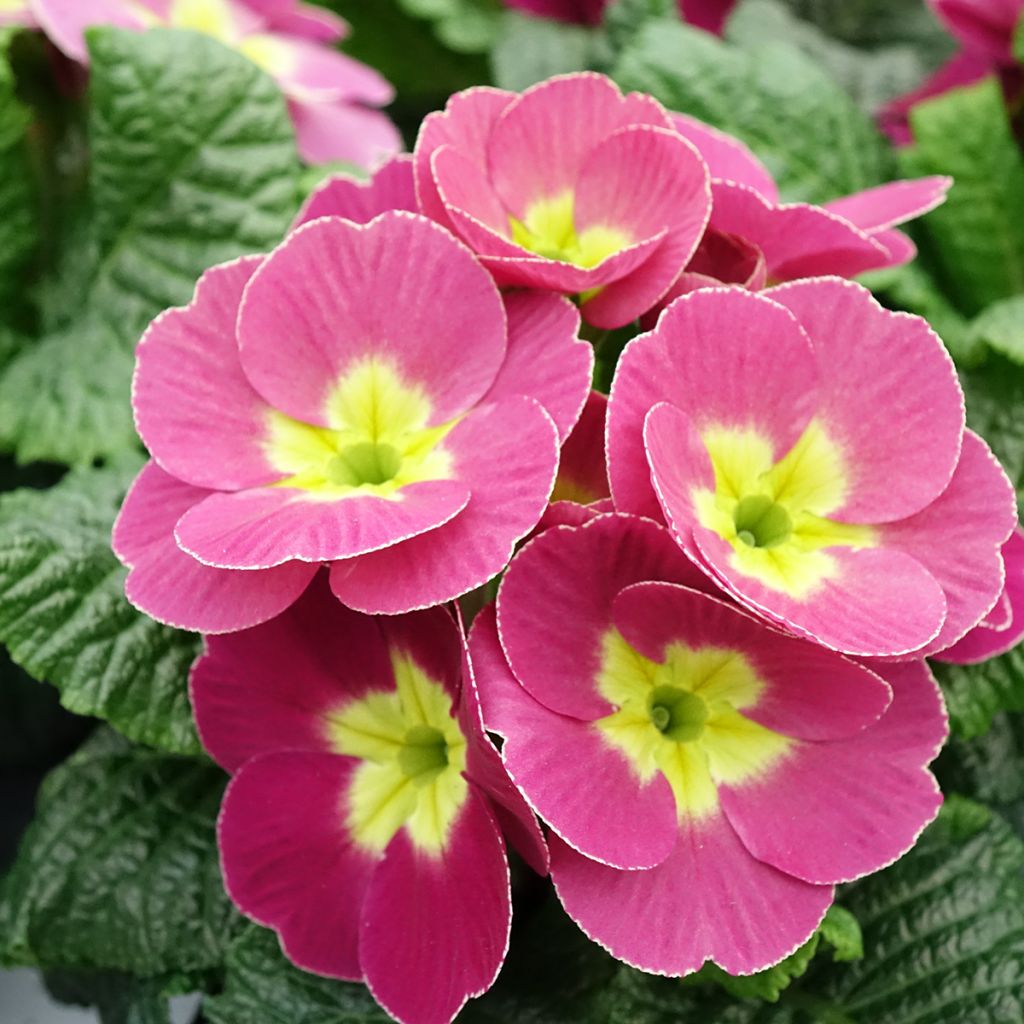Primula pubescens Plums & Custard - Primel