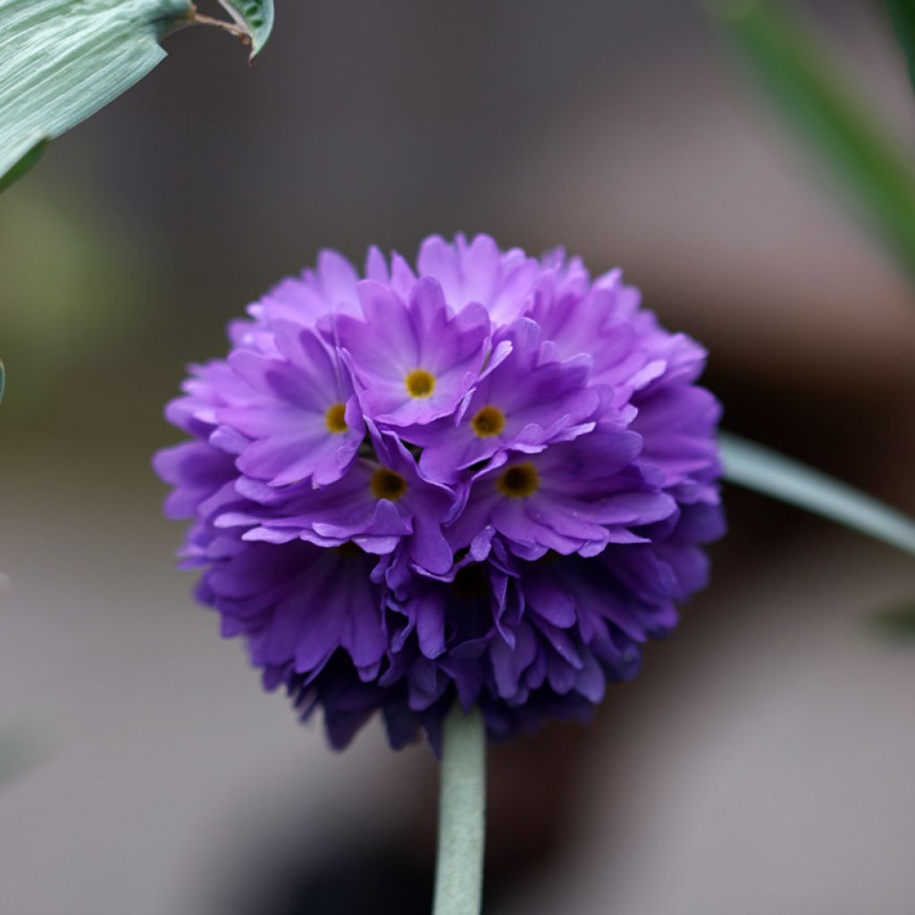 Primula denticulata Cashmeriana - Kugelprimel