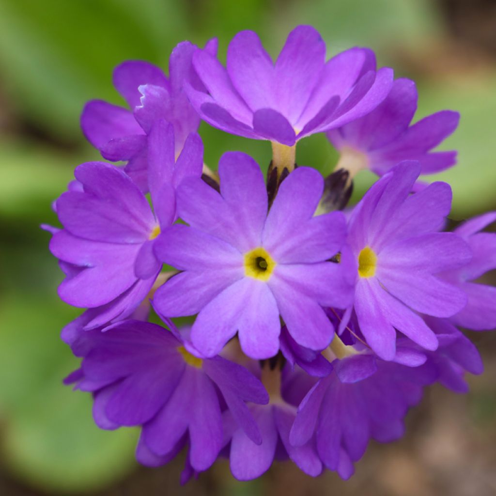 Primula denticulata Cashmeriana - Kugelprimel