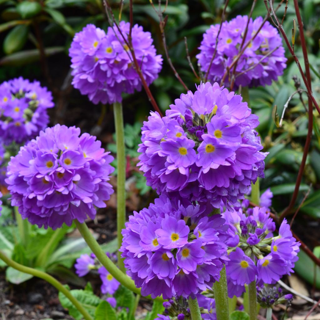 Primula denticulata Cashmeriana - Kugelprimel
