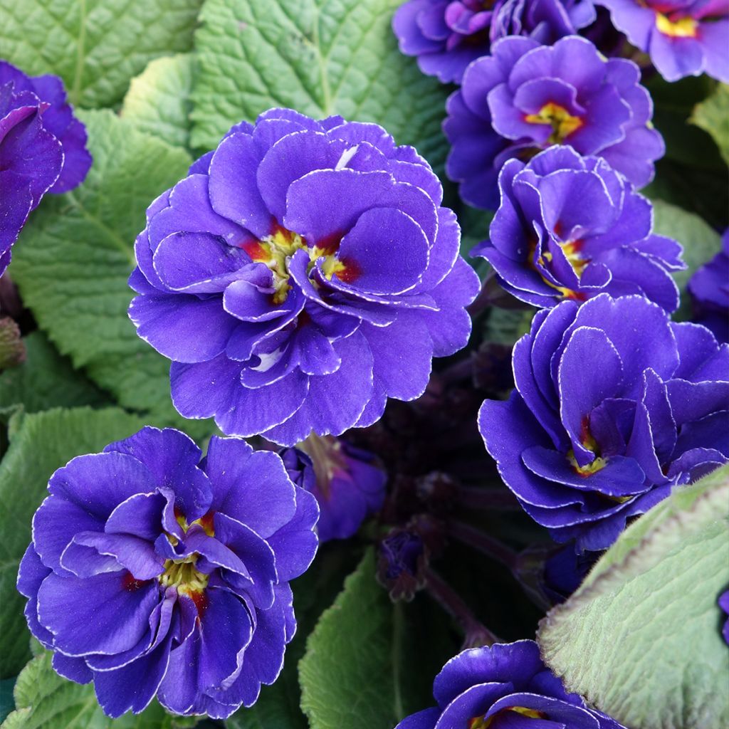Primula Miss Indigo - Kissenprimel