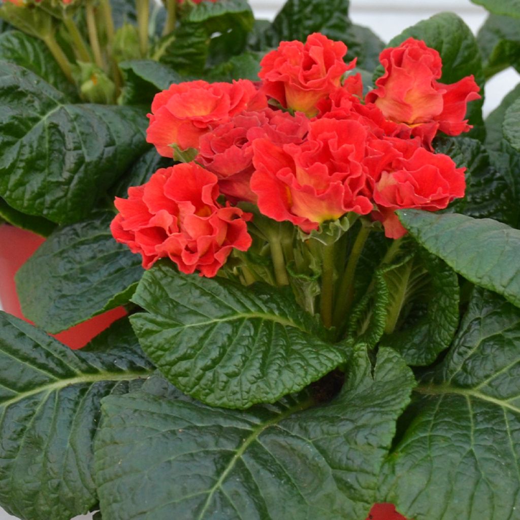 Primula Rosebud F1 Red Shades - Kissenprimel