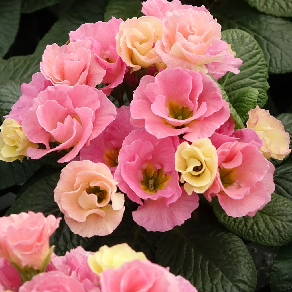 Primula Rosebud F1 Tutti frutti - Kissenprimel