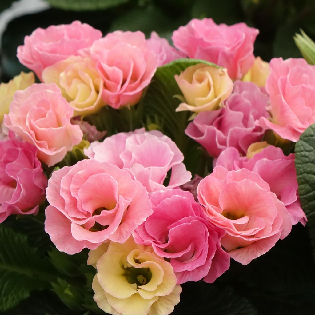 Primula Rosebud F1 Tutti frutti - Kissenprimel