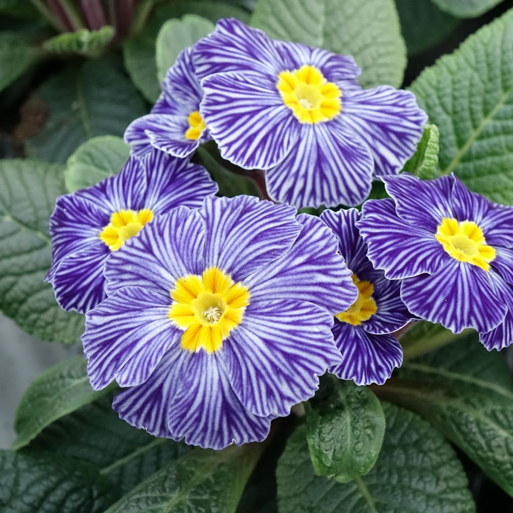 Primula Zebra Blue - Kissenprimel