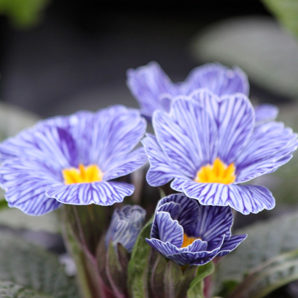 Primula Zebra Blue - Kissenprimel